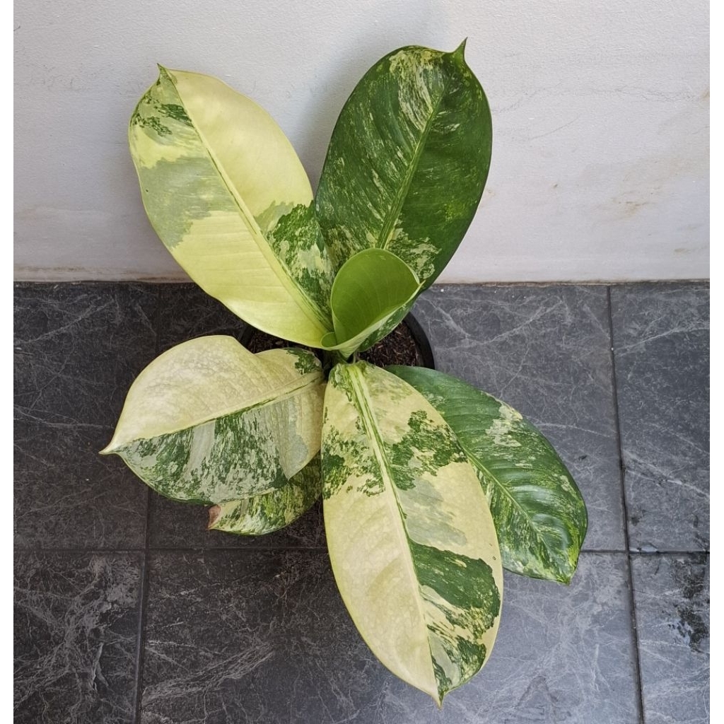 Diffenbachia Panglima Varigata