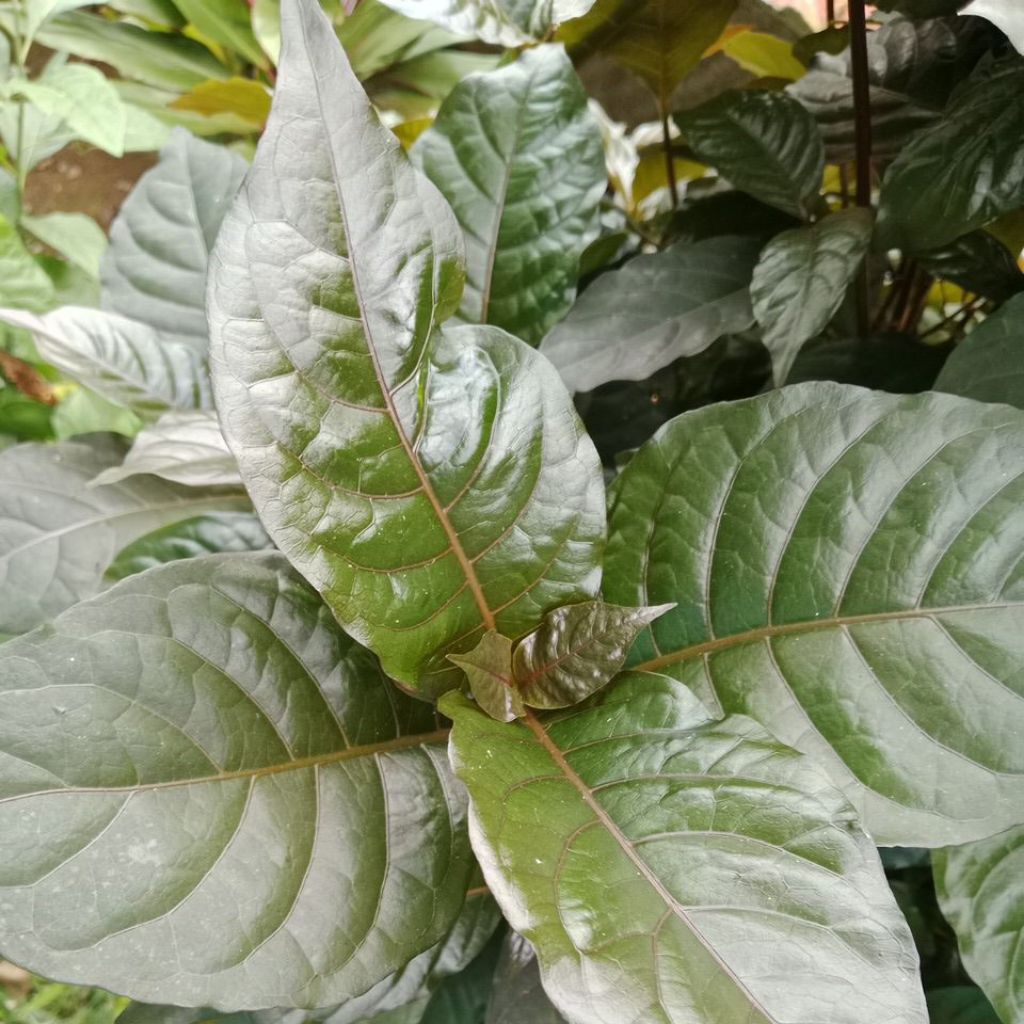 

Daun Ungu Atau Daun Handeuleum Segar Herbal Untuk Wasir 500Gram