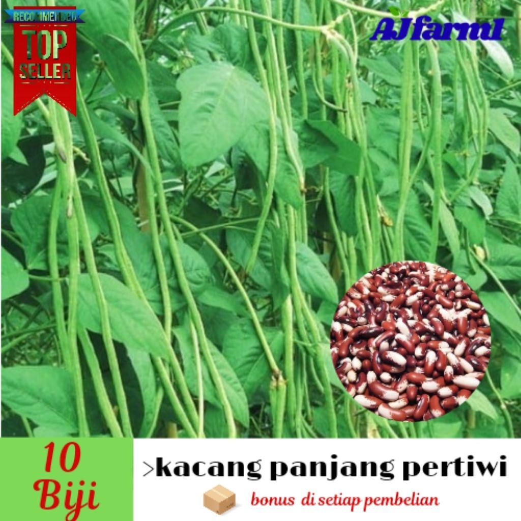 ( 10 biji ) benih biji kacang panjang merah putih | kacang panjang pertiwi unggul pilihan (bonus set