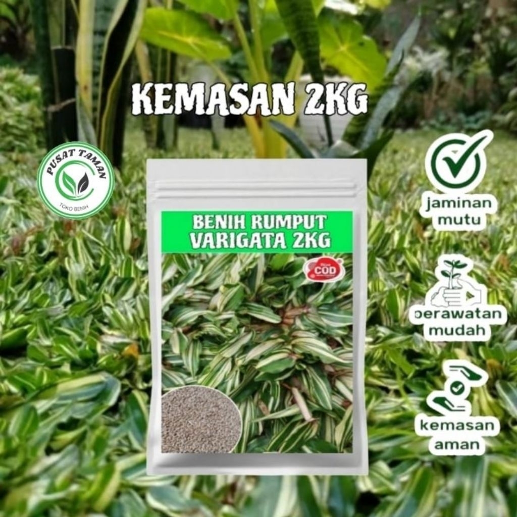Benih Biji Rumput Gajah Mini Varigata Kemasan 2kg Bibit Rumput Gajah Mini Varigata Kiloan