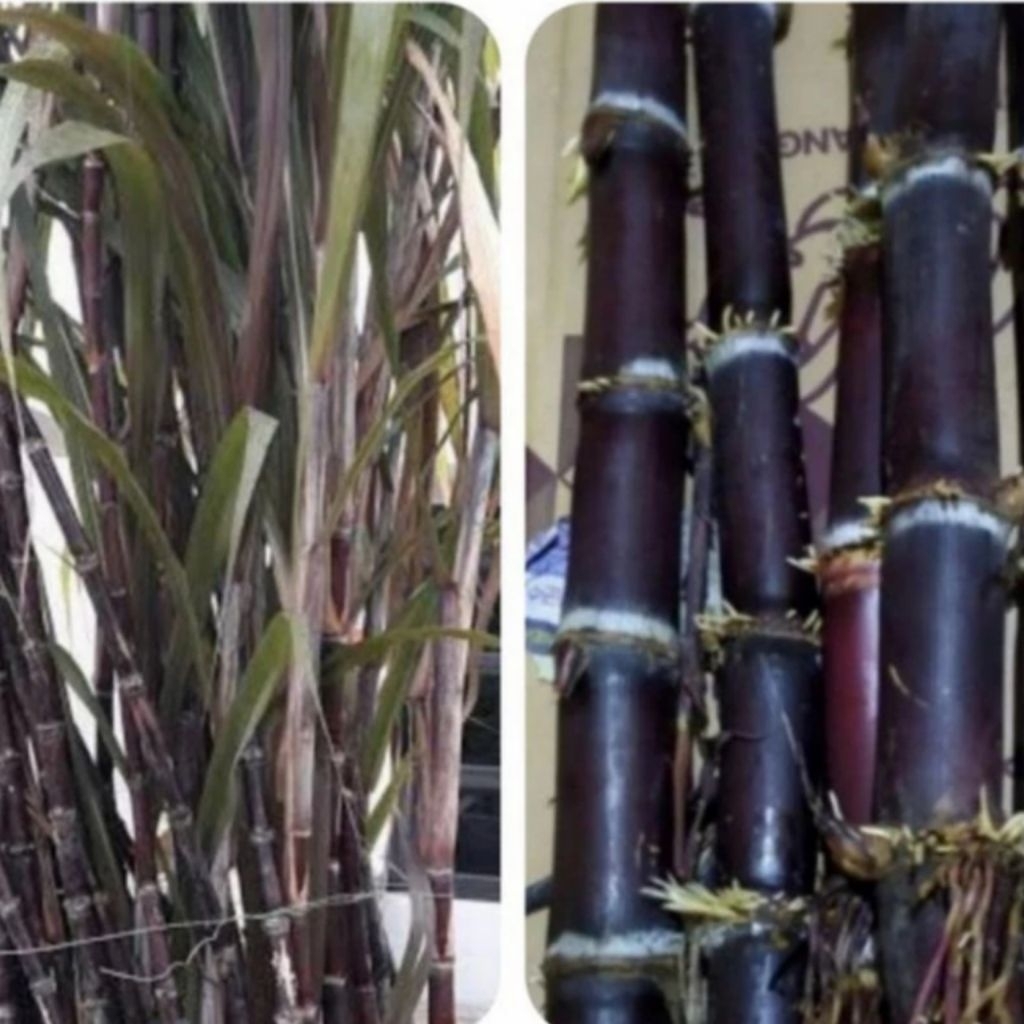 

Jual tebu hitam atau tebu Ireng 1 kg fresh segar