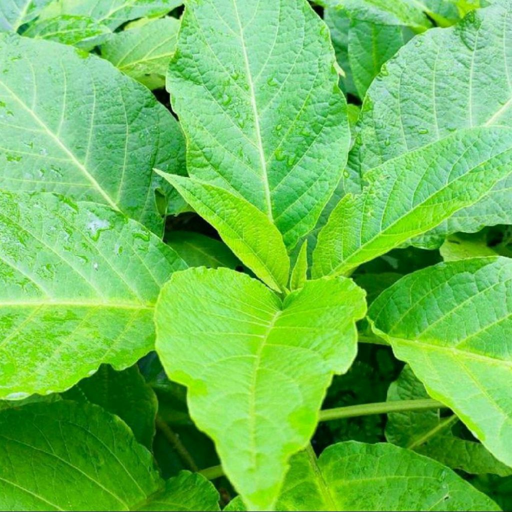 

Daun kucubung 500 gram rempah herbal