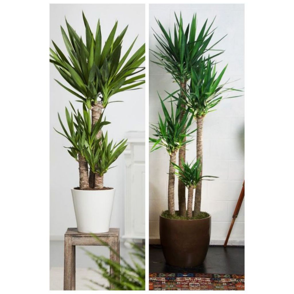 Tanaman Hias Pohon yucca bercabang