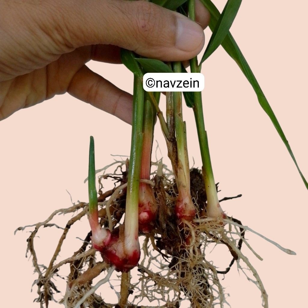 

Jahe Merah Berakar | Rempah Herbal