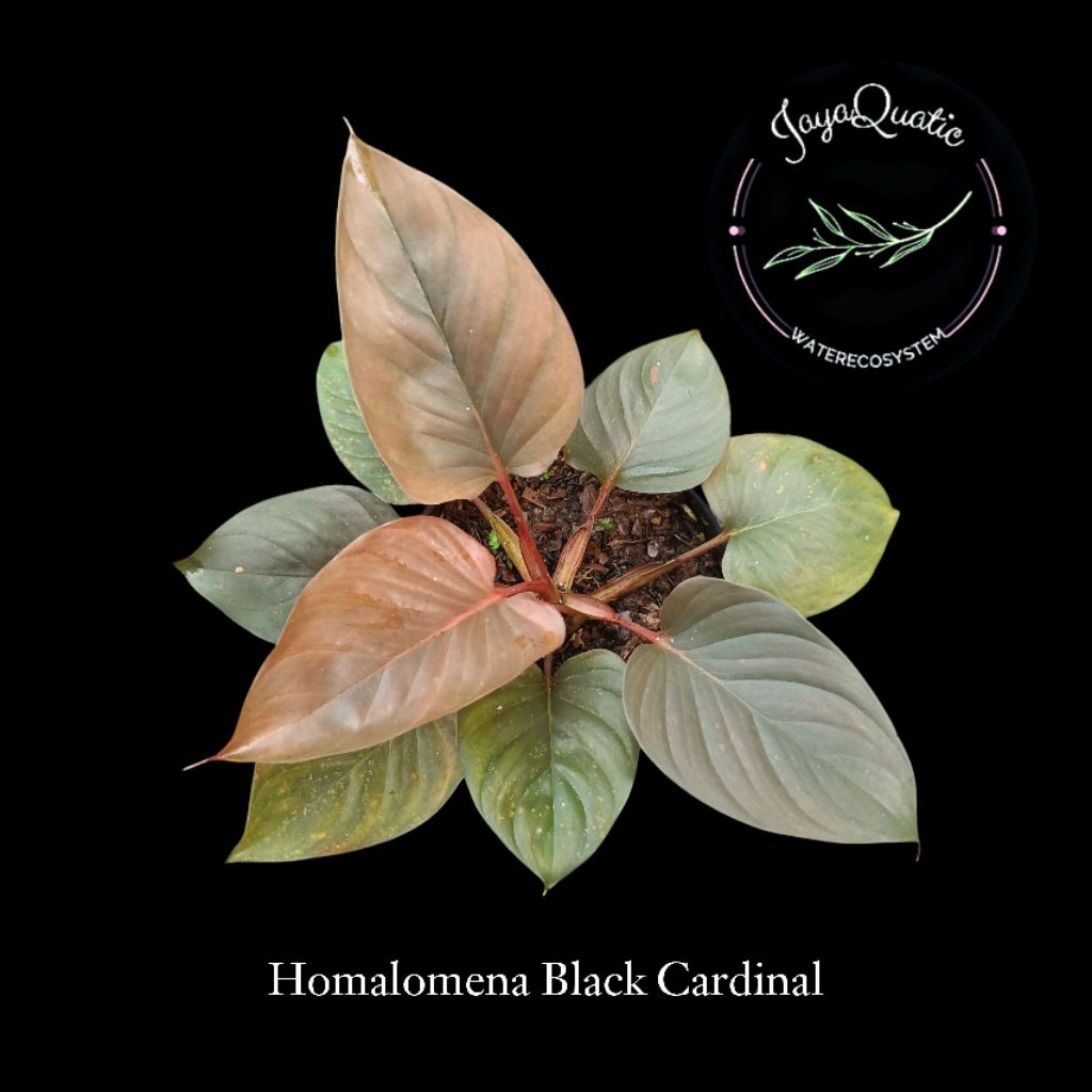 Homalomena Black Cardinal - Tanaman Hias Paludarium Indoor Outdoorplant Jungleplant