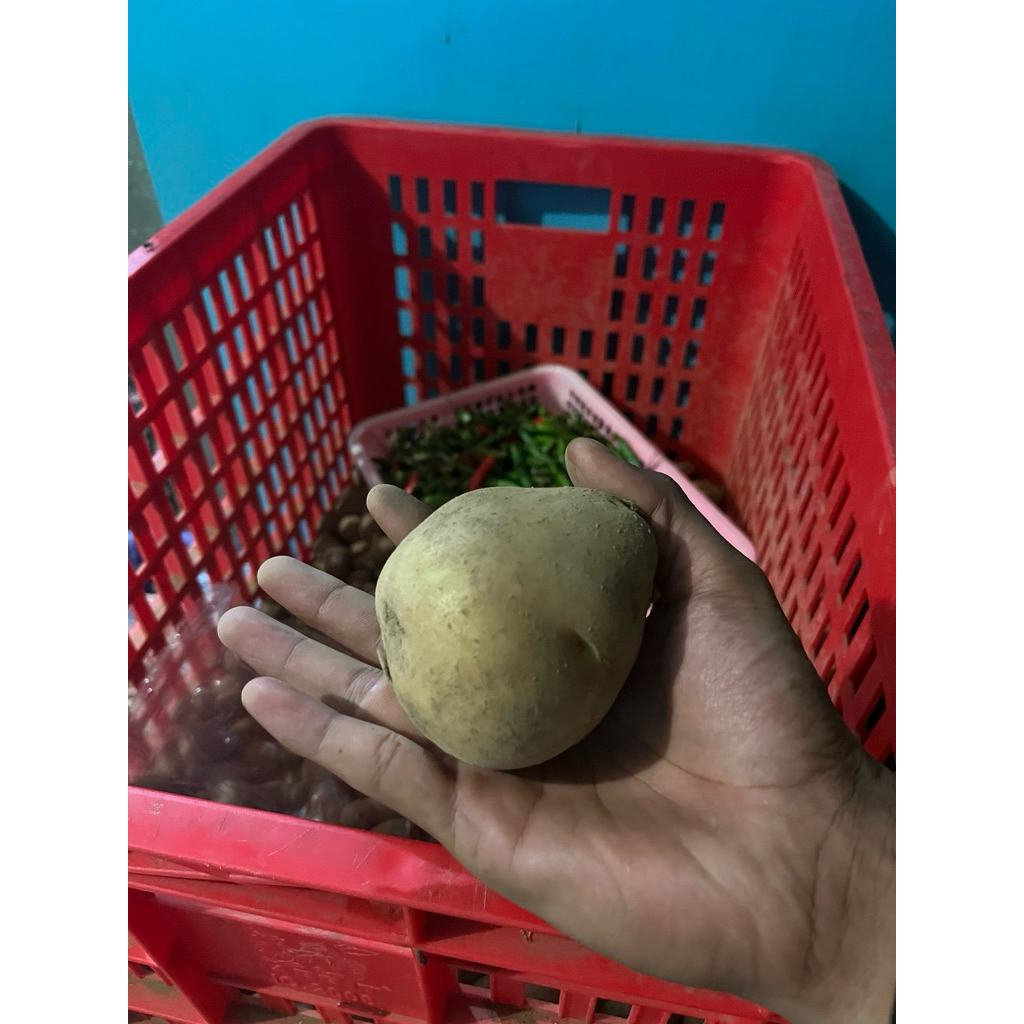 

kentang besar super (AB / BC)