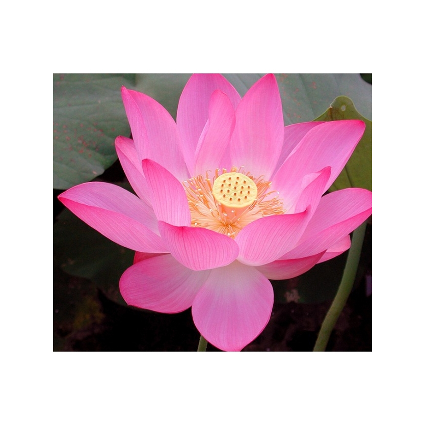 Benih Tanaman Hias Air Teratai Lotus