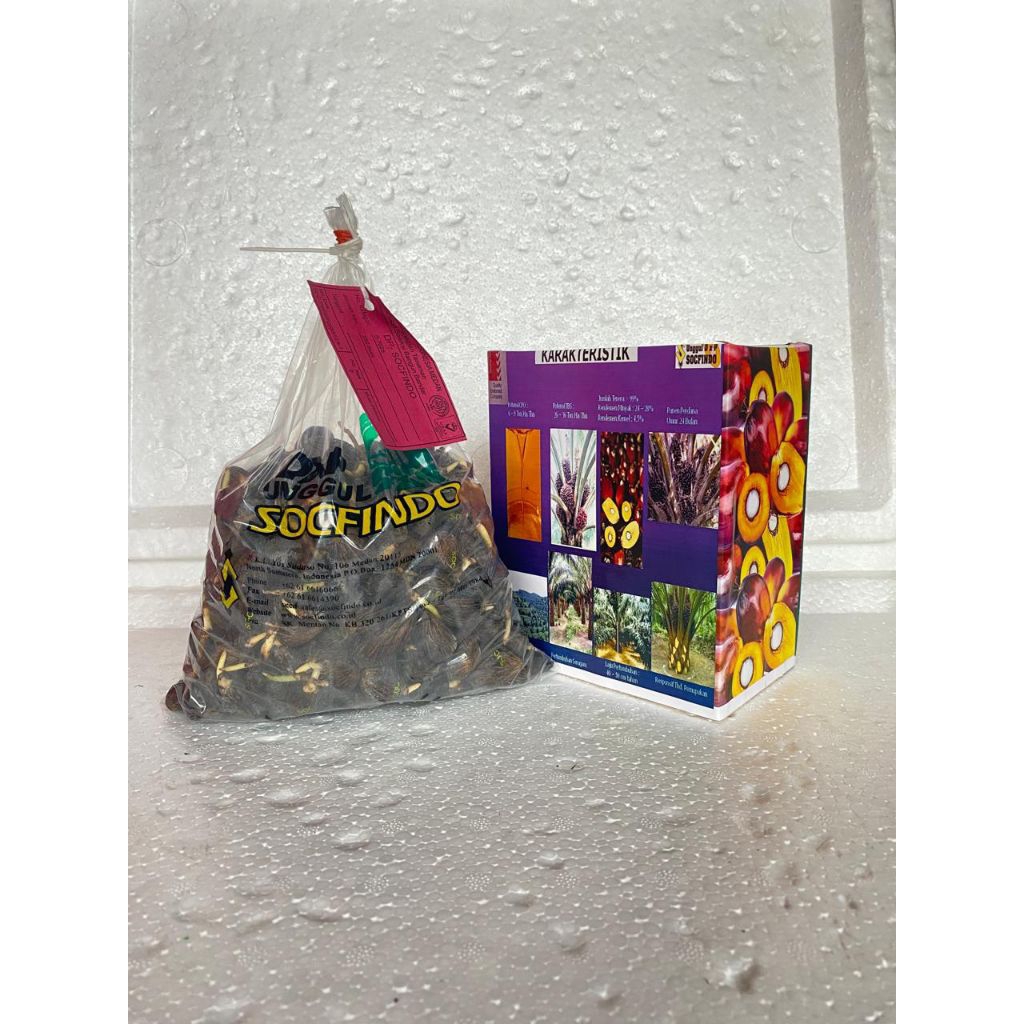bibit benih kecambah sawit unggul DxP SOCFINDO