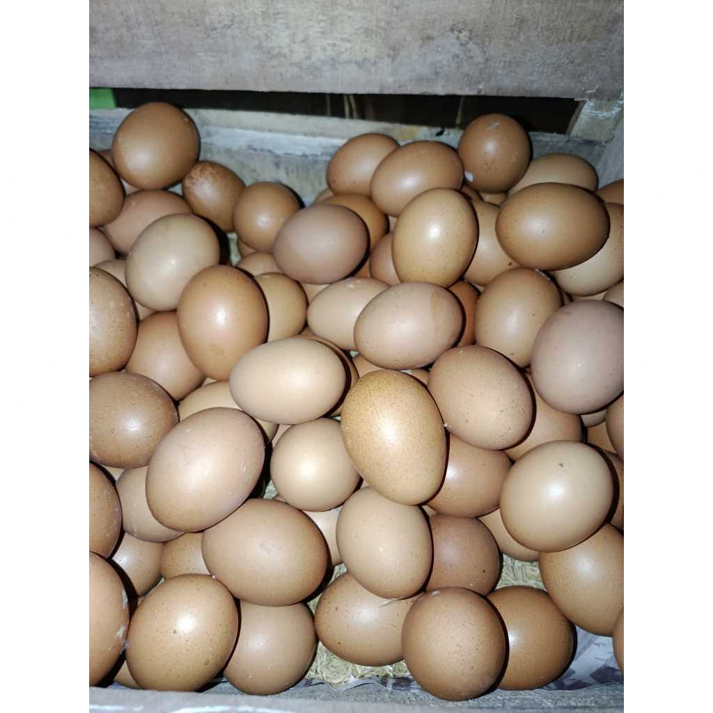 

Telur Ayam Negeri 1 kg