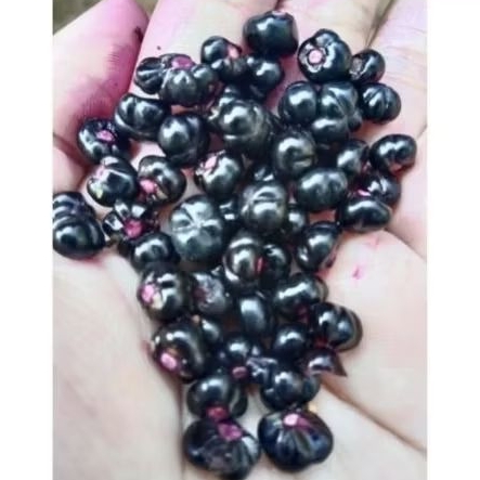 

Buah angkung segar di petik langsung, herbal almi , obat struk