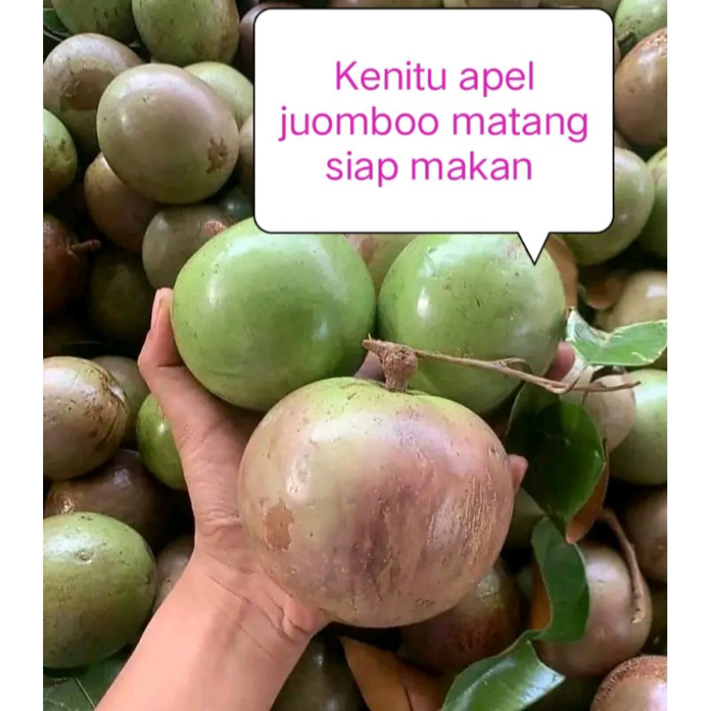 

Apel plotot kenitu manecu matang siap makan masak pohon