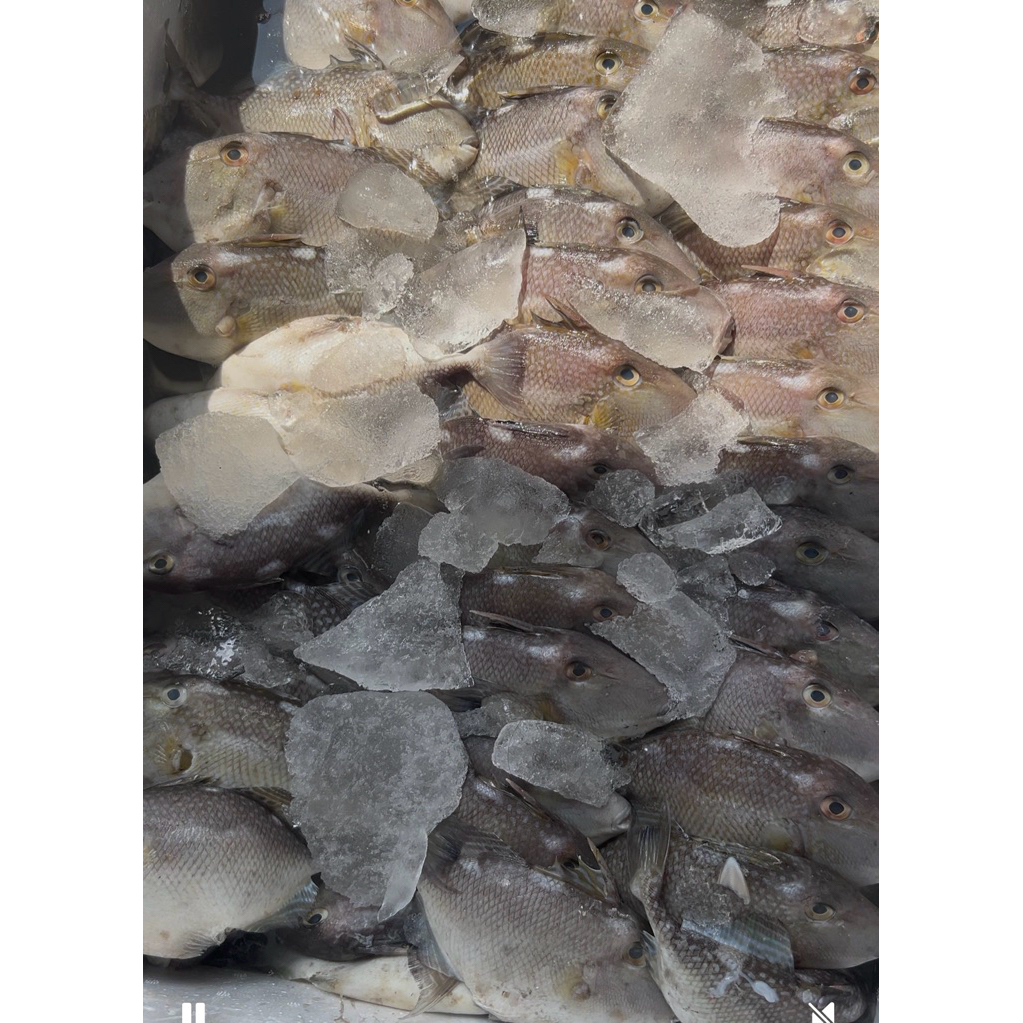 

Ikan Segar Ayam Ayam 1 KG