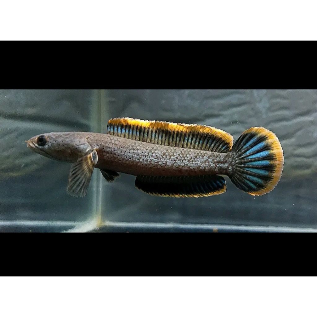 STIKER CHANNA LIMBATA SIZE 10-17 CM