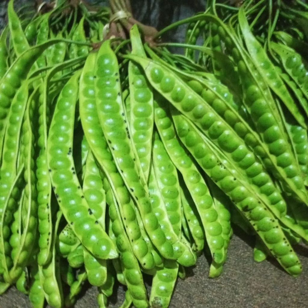 

pete padi tua press /10 lonjor &papan