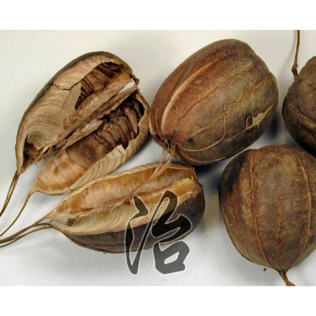 

MA DOU LING BIRTHWORT FRUIT ARISTOLOCHIA FRUIT FRUITS