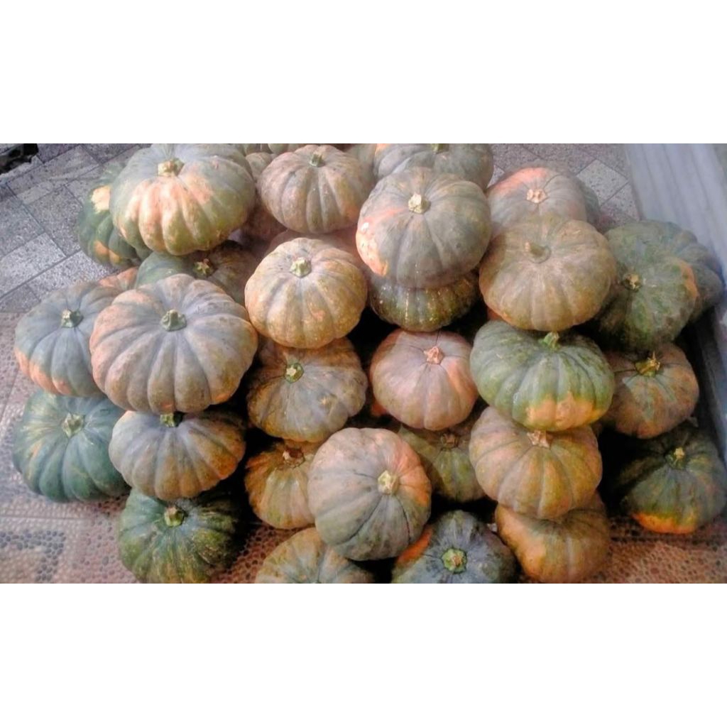 

Labu kuning uk besar tua