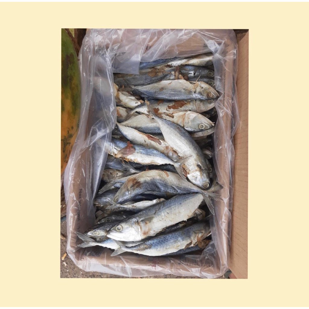 Ikan peda asin / ikan peda super