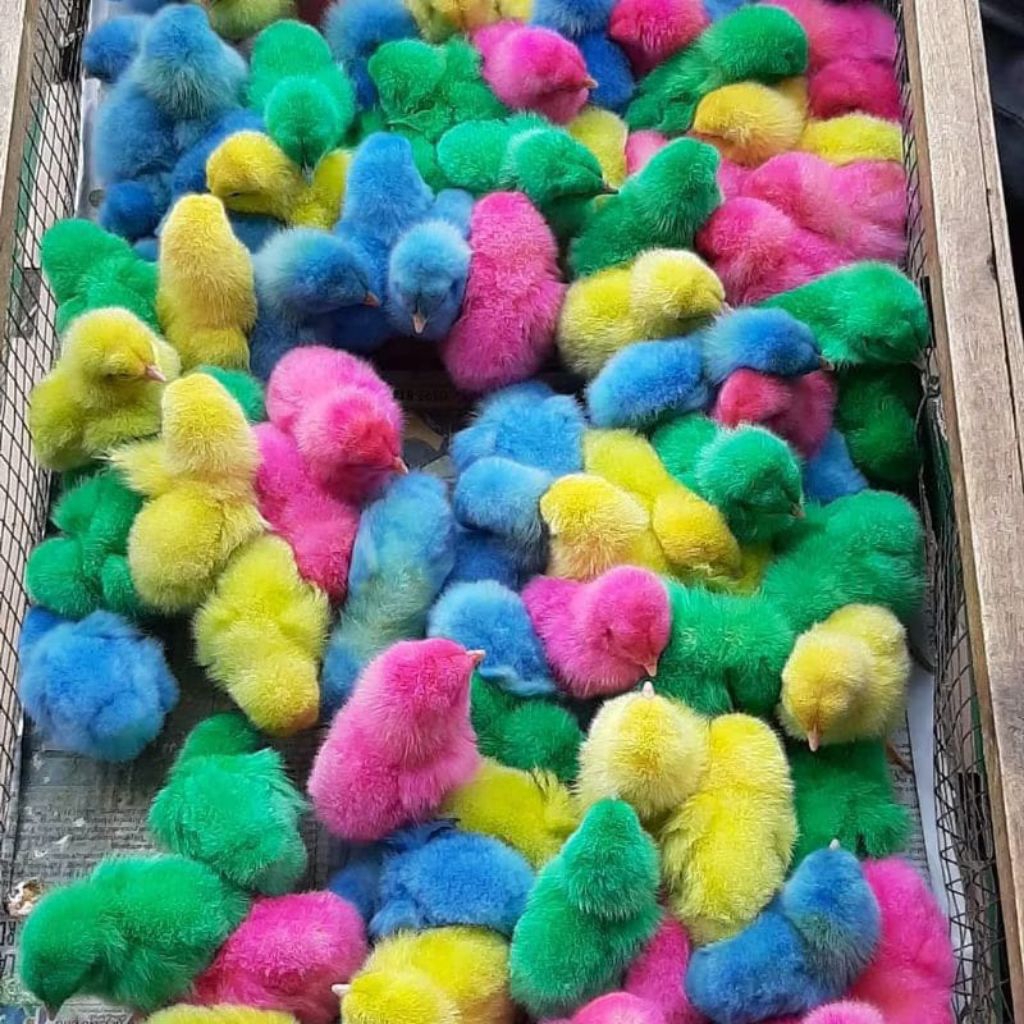 Anak Ayam Warna Warni - Doc Ayam Pelangi Hidup Beli 10 Gratis 2