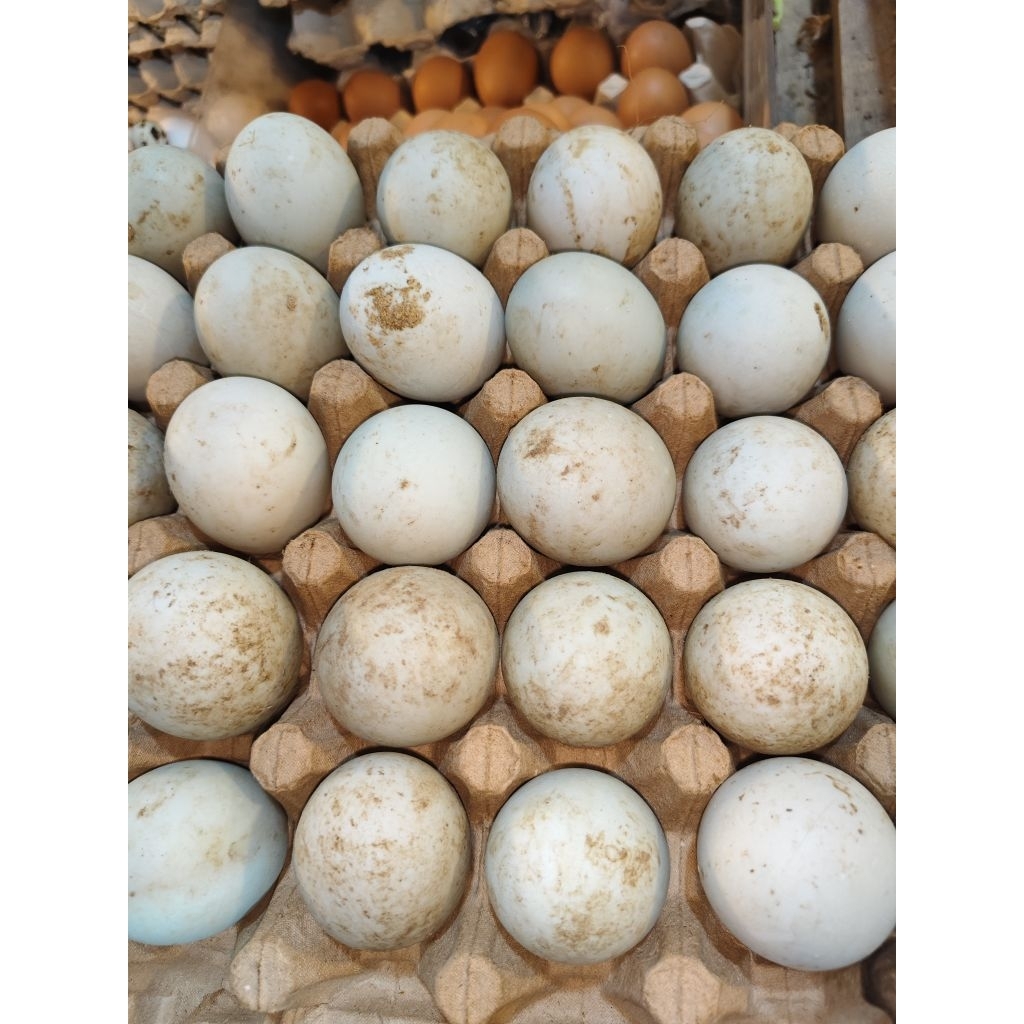 

TELOR BEBEK 1 PIRING