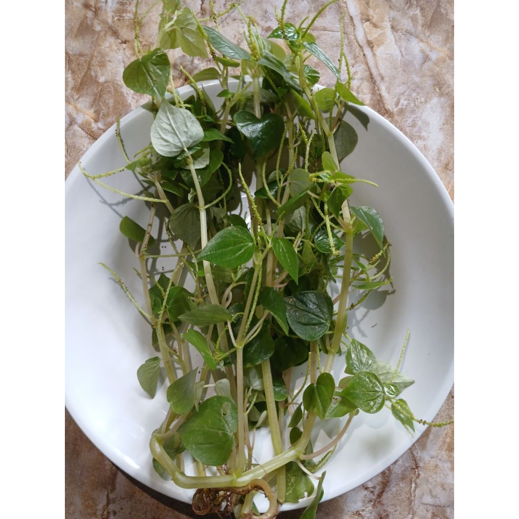 

sirih china obat radang alami tradisional