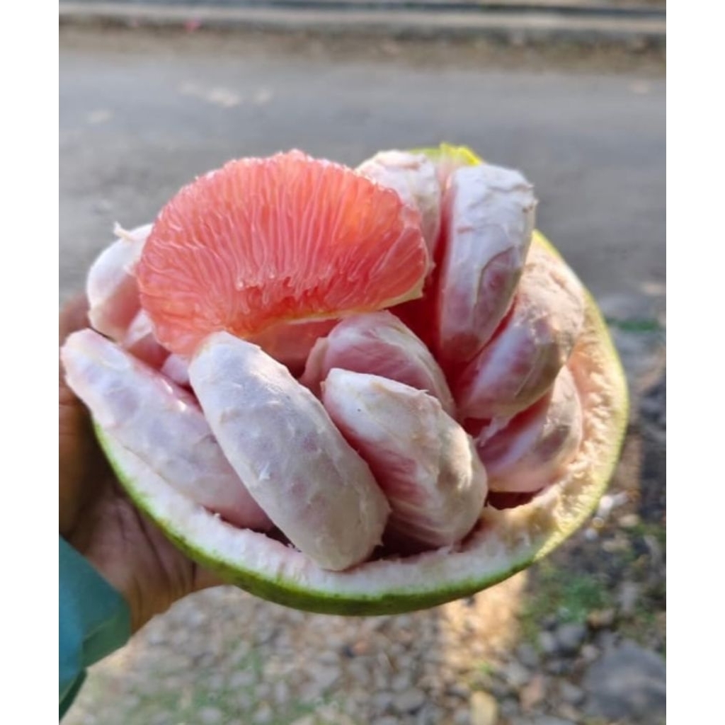 

jeruk pamelo madu Muria berat 500-600 gram jaminan manis bergaransi
