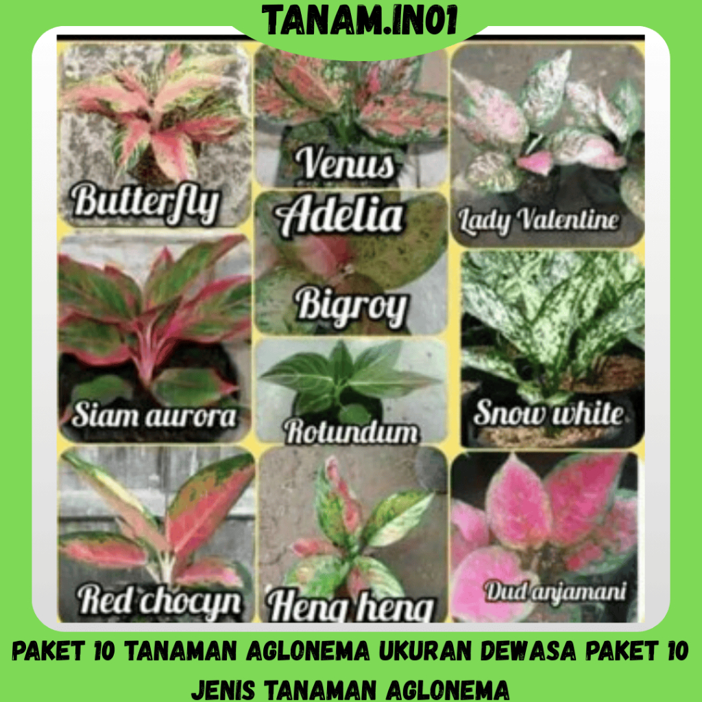 Paket 10 tanaman aglonema ukuran dewasa paket 10 jenis tanaman aglonema