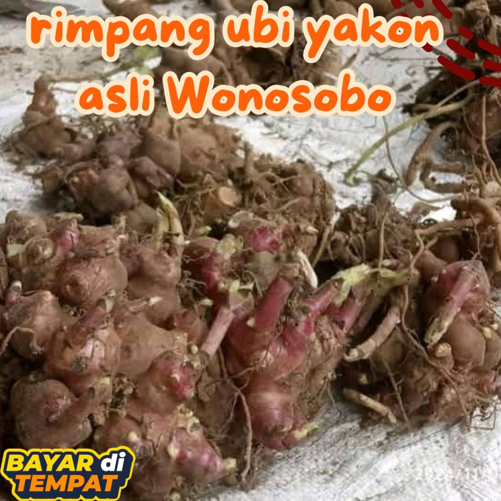 

RIMPANG/BIBIT UMBI YACON 1 kg ,berkualitas harga termurah stok terbatas
