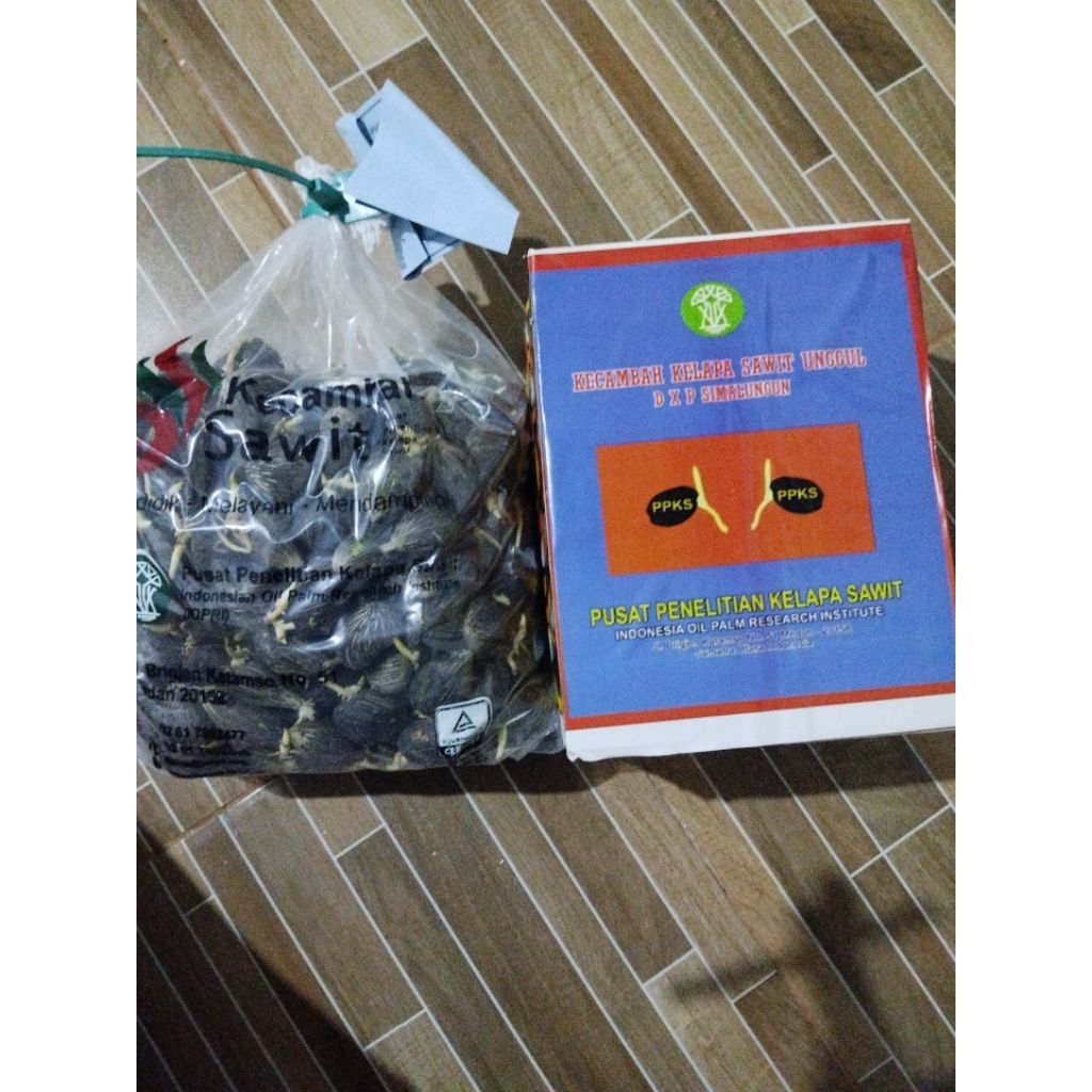 kecambah sawit ppks simalungun