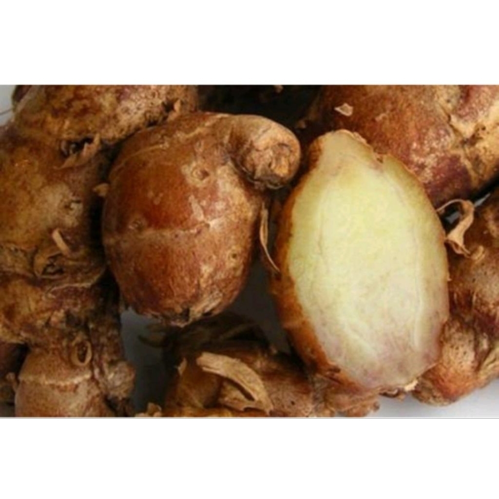 

kencur segar 200 gram