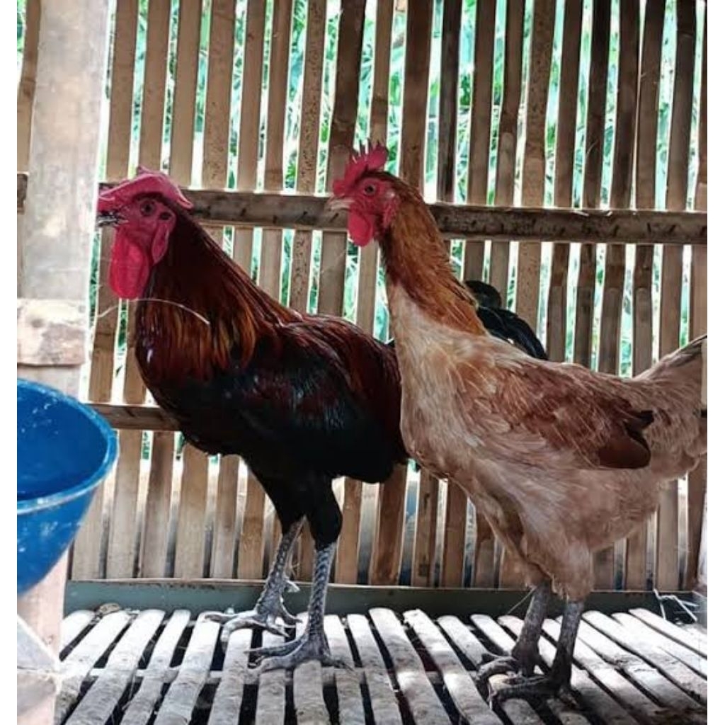 

telur fertil ayam pelung siap tetas