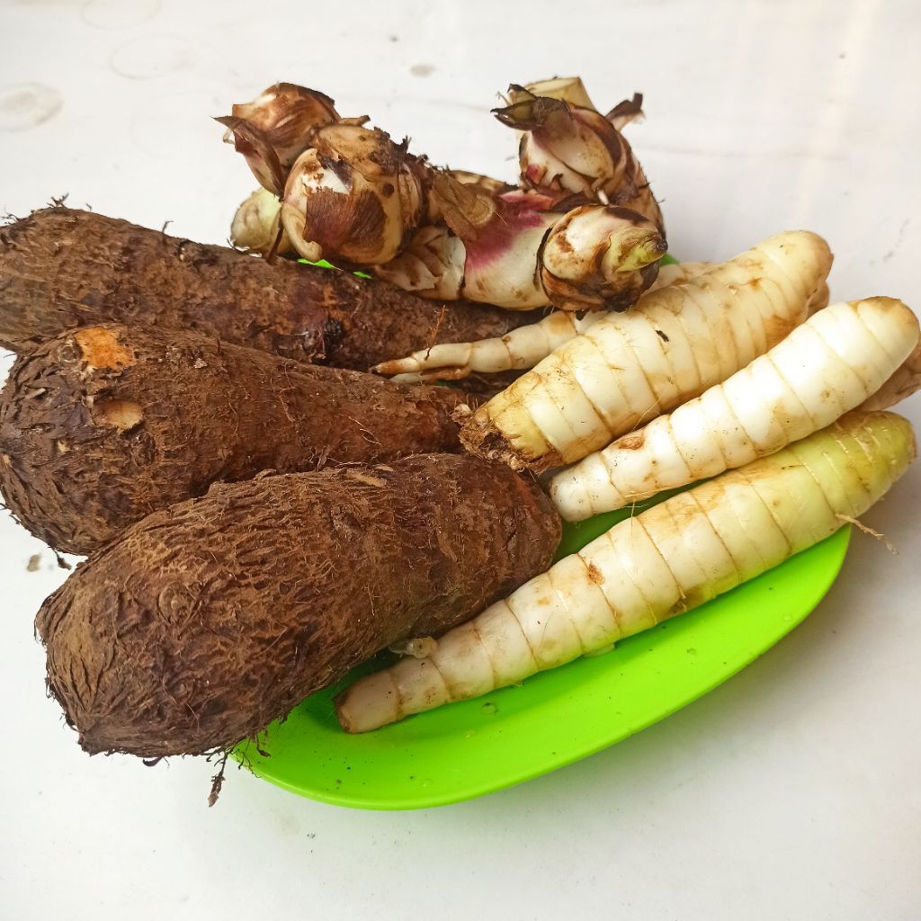 

Mix (1 Kg) umbi garut, umbi ganyong dan umbi tales