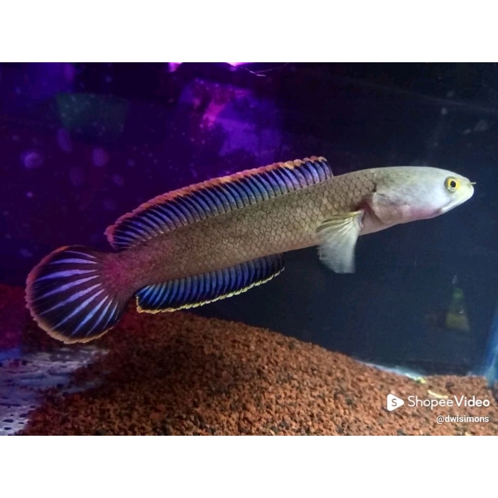 stiker limbata  super jumbo