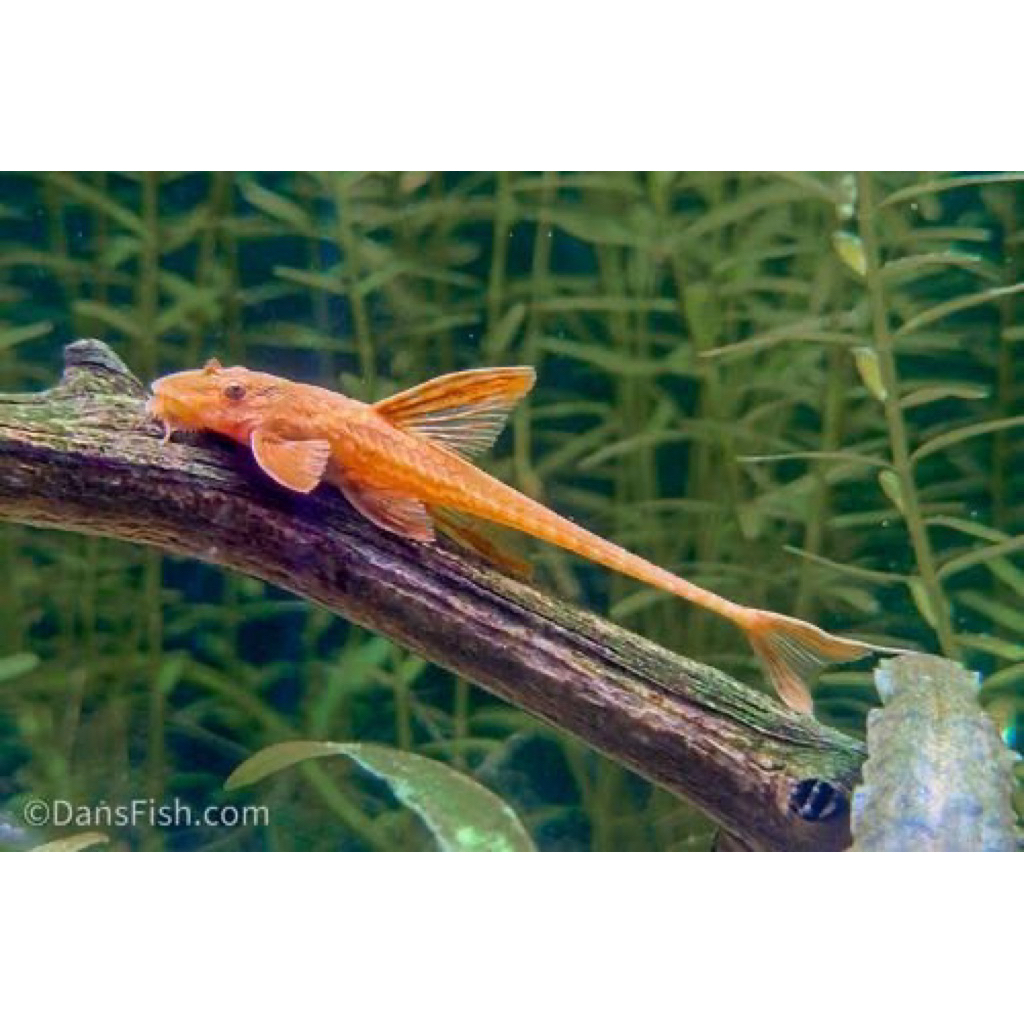 MAINAN RED LIZARD WHIPTAIL CATFISH ikan sapu sapu hias air tawar aquascape