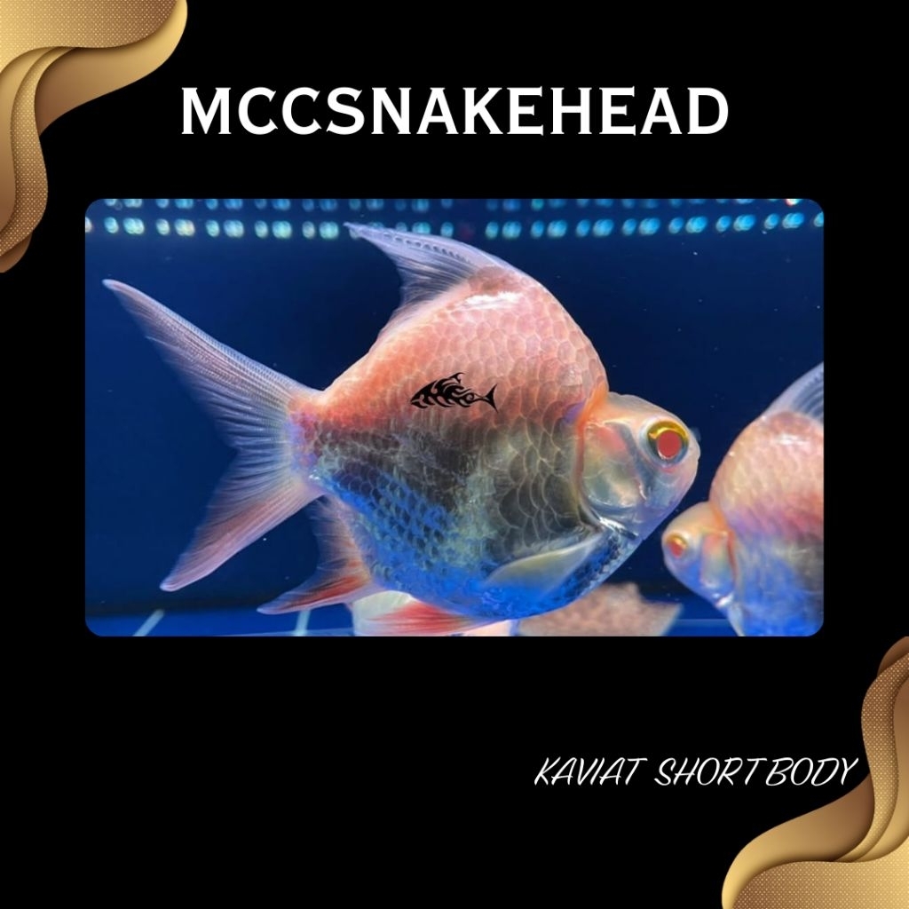 KAVIAT ALBINO King SB Super Short Body Baloon Grade AA++ (TANKMATE) | Hiasan Aquarium - Berkualitas