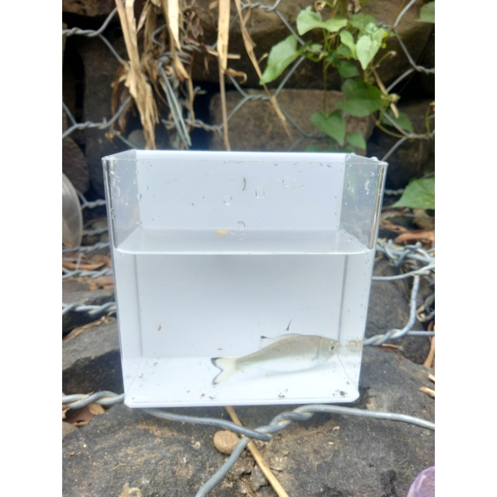 soliter akrilik, aquarium akrilik