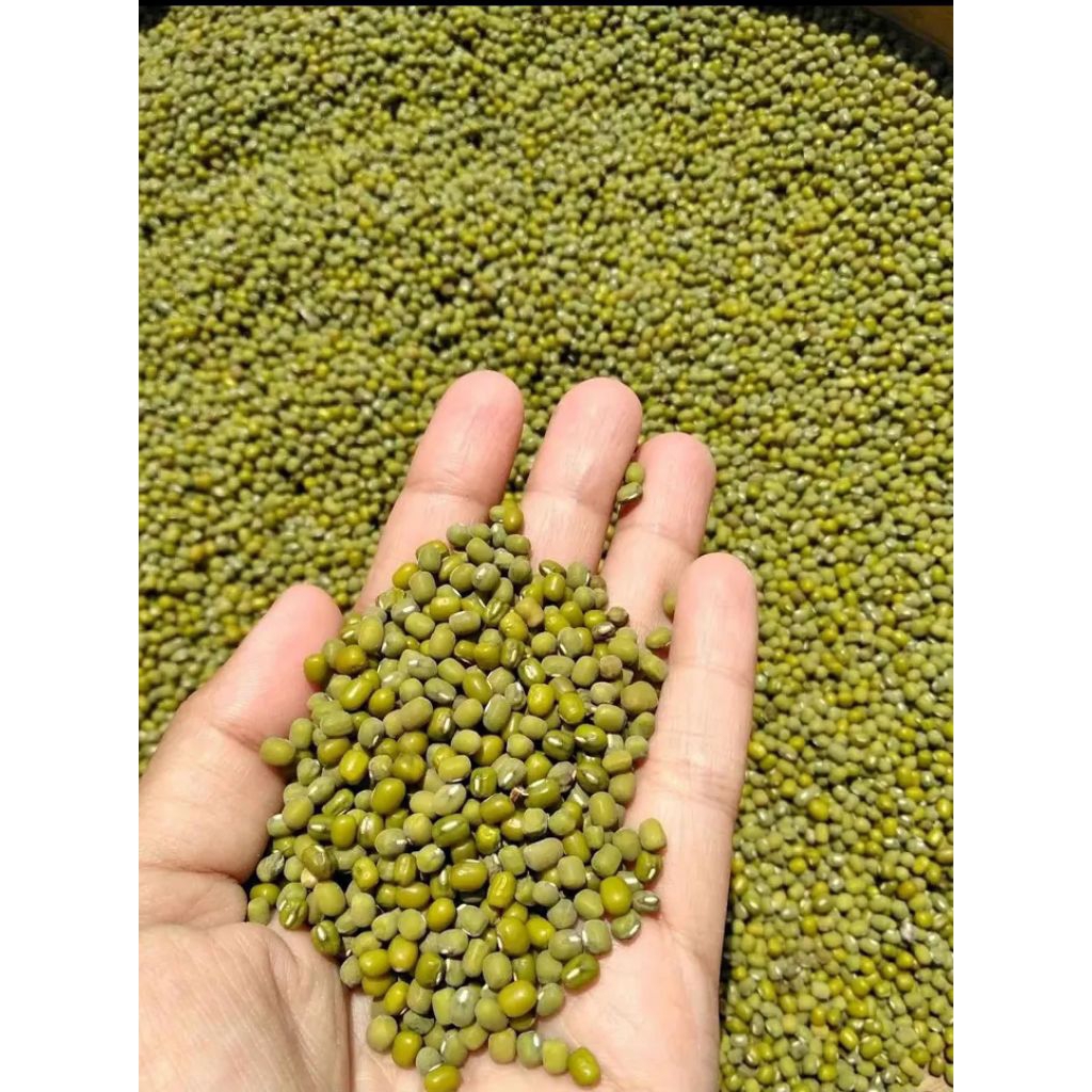 

Kacang Hijau Lokal Untuk Bubur dan Tauge