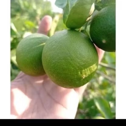 

5 BUAH JERUK NIPIS