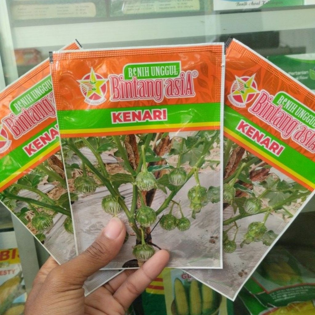 Benih Terong Gelatik Kenari Terong Lalapan
