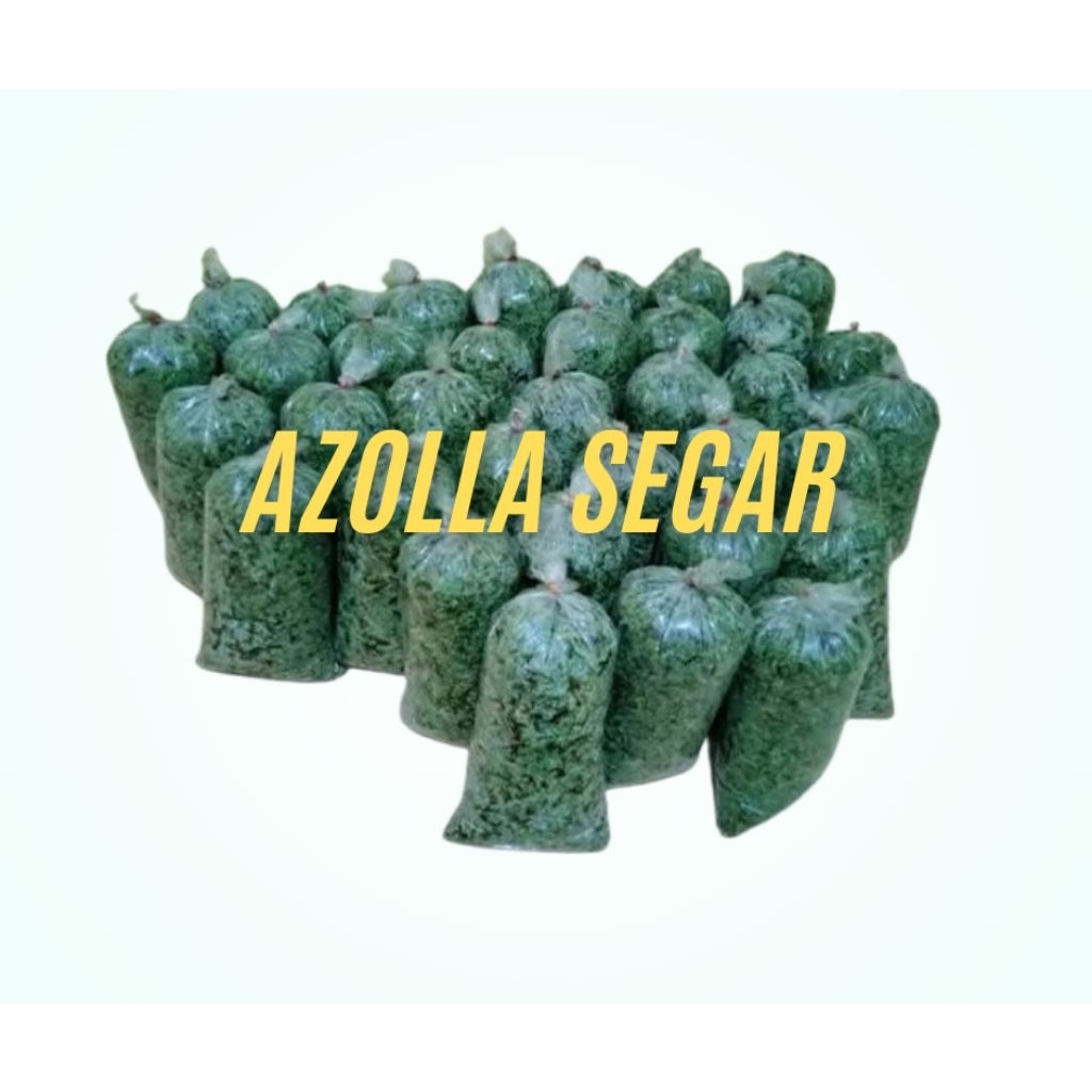 Azolla Segar Untuk Pakan Ternak Ayam, Itik, Entok, Ikan