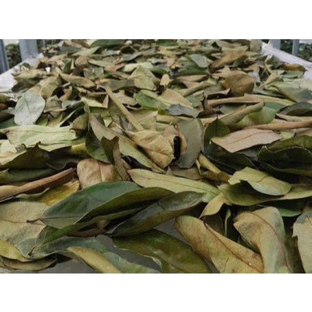 

Murah Daun Sirsak Kering 100 gram / Daun Sirsak Kering 250 gram Herbal Organik