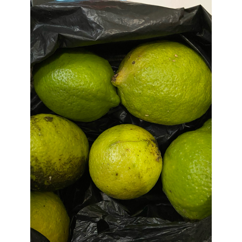 

Jeruk Lemon California Lokal