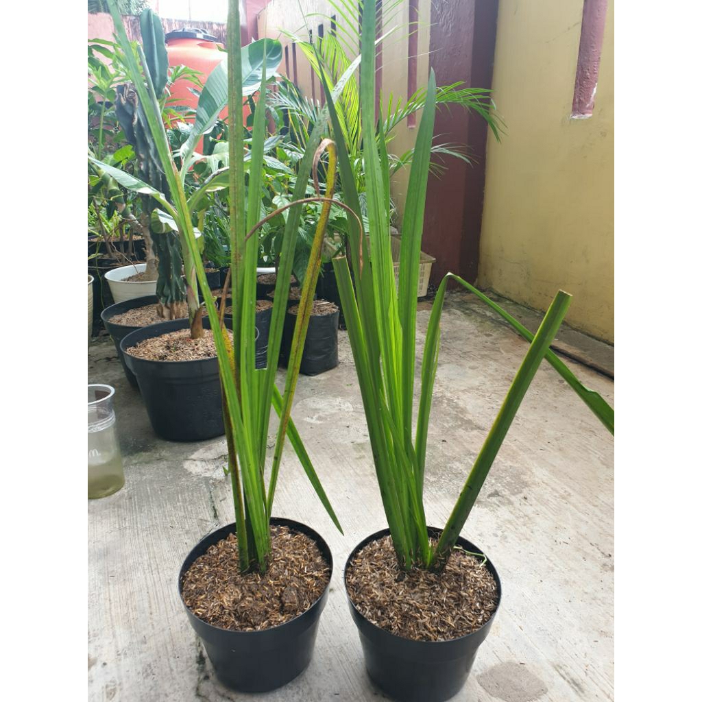 Tanaman Jerangau Jeringo Dlingo