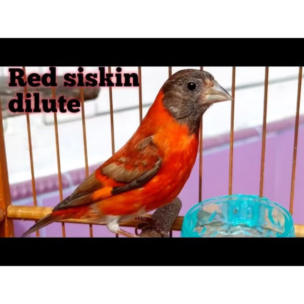 Burung Red Siskin diluxe Trotol Jantan pilihan
