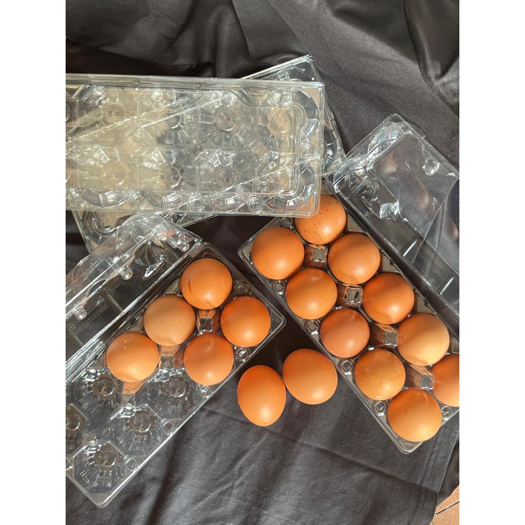 Mika Tray Telur Ayam Isi 10 bulat Murah Berkualitas Dengan Kancing