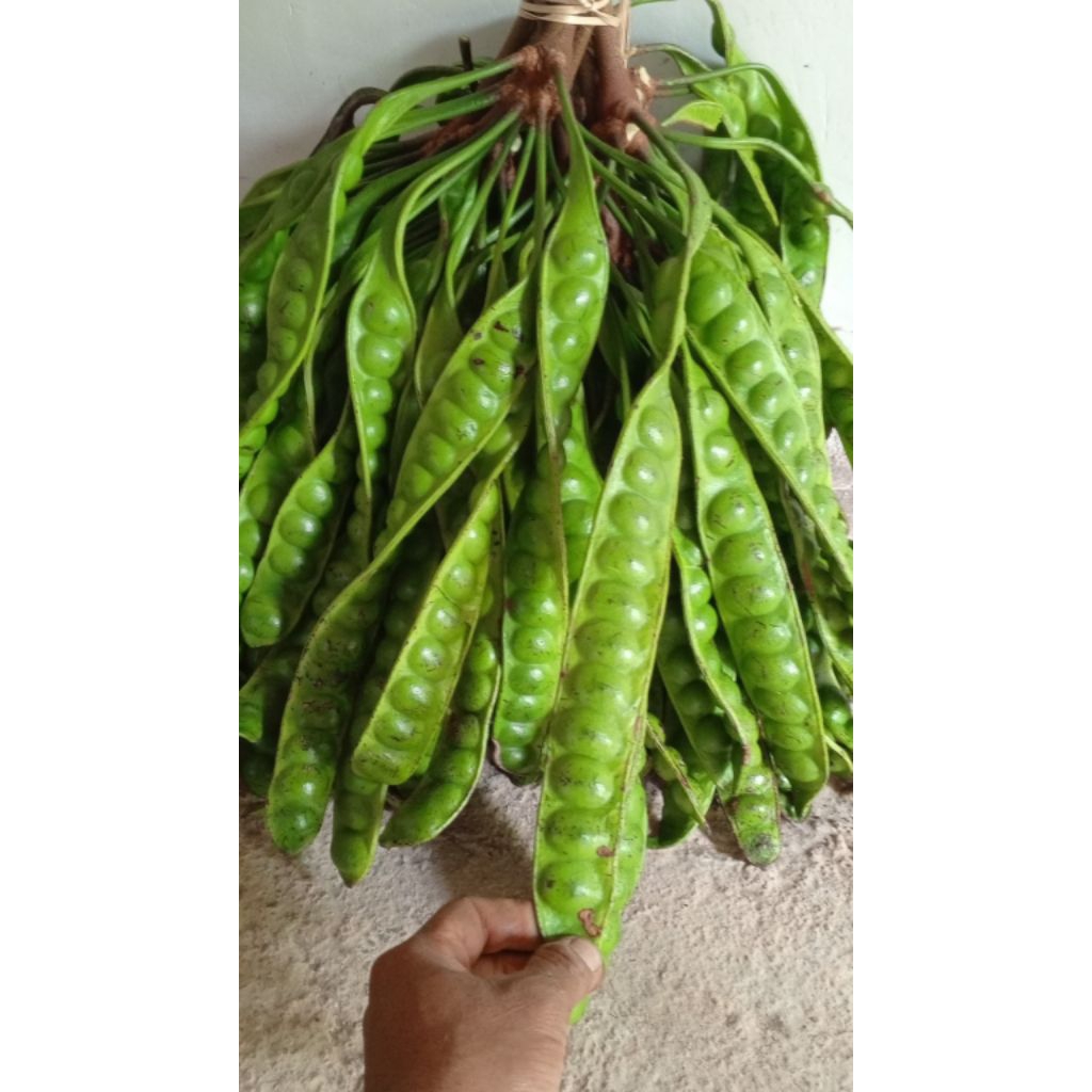 petai tua segar 5 papan