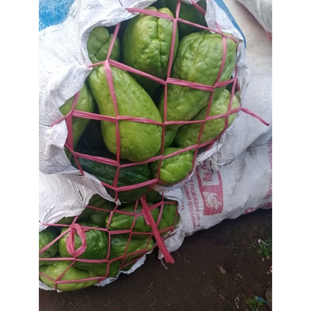 

LABU SIAM JUMBO fresh