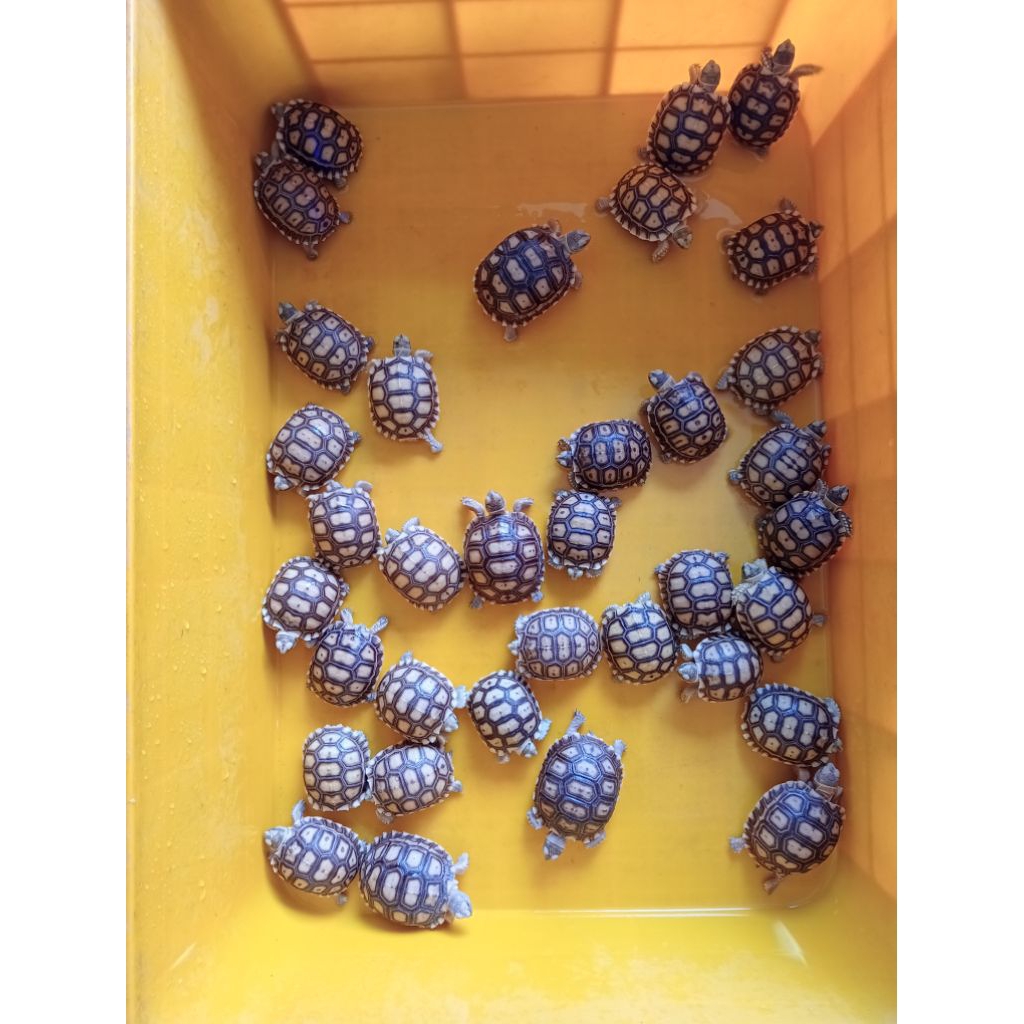 Mainan Anak Sulcata Baby ukuran 5-6cm