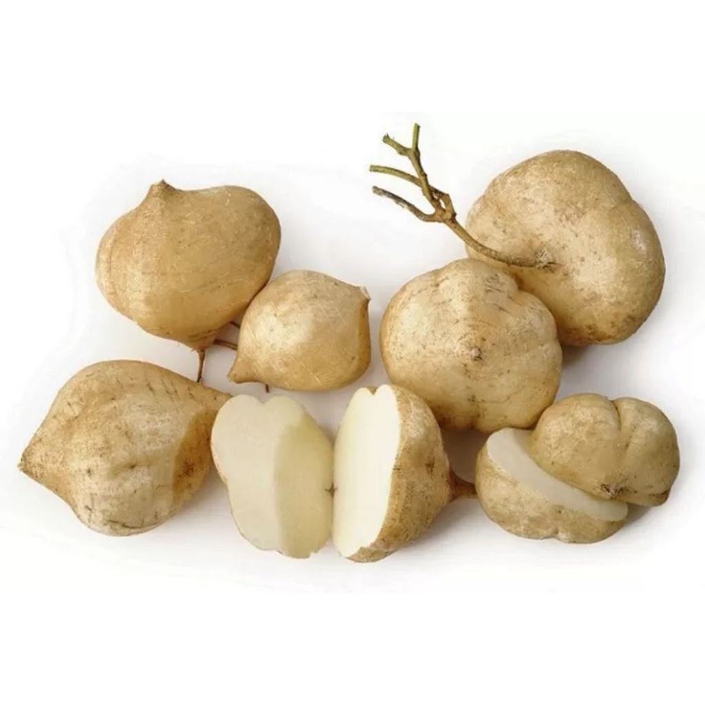 

Bengkuang Kebumen fresh setiap 1 kg isi 5/6/7