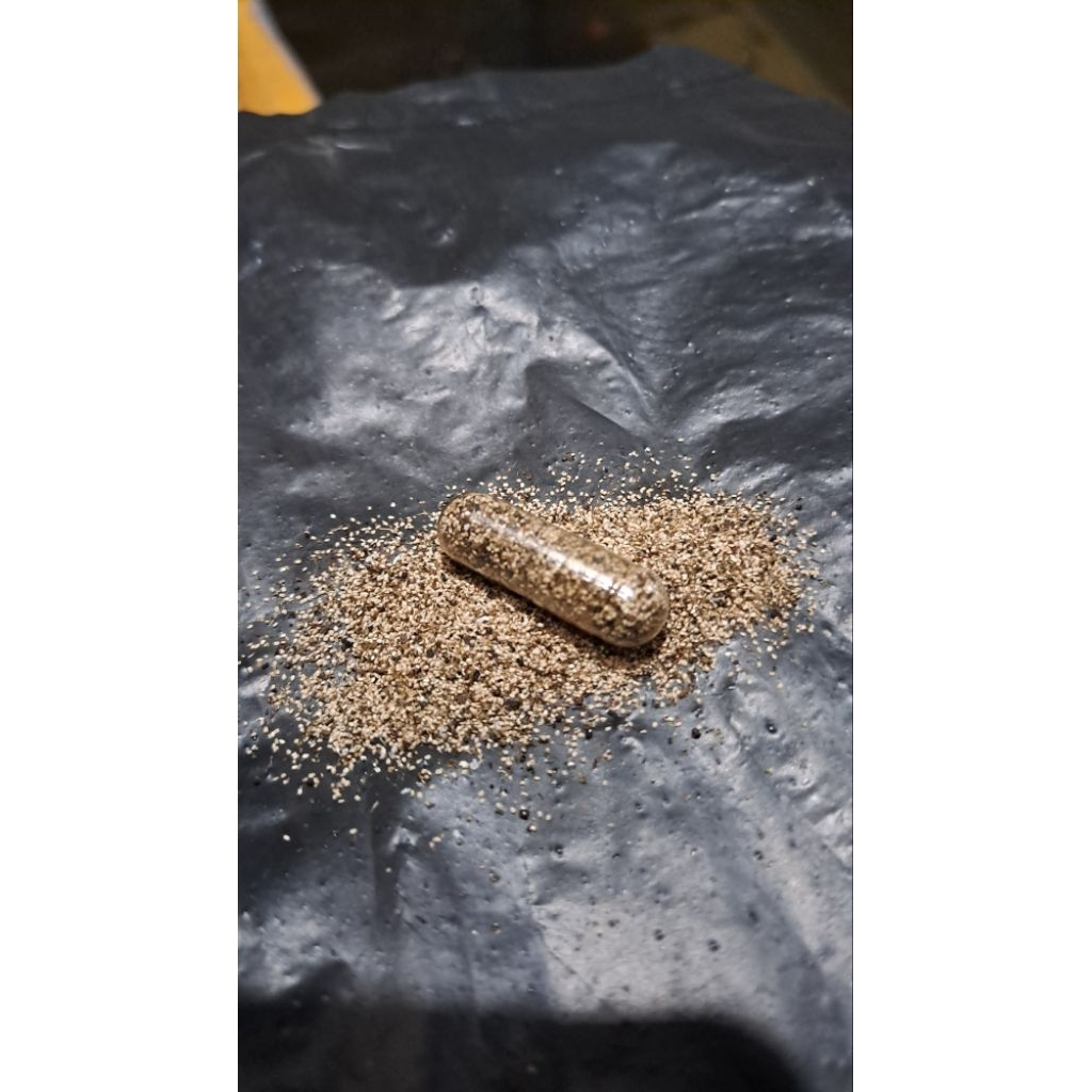 Telur kutu air moina macrocopa mudah ditetaskan sendiri dan kapan saja.