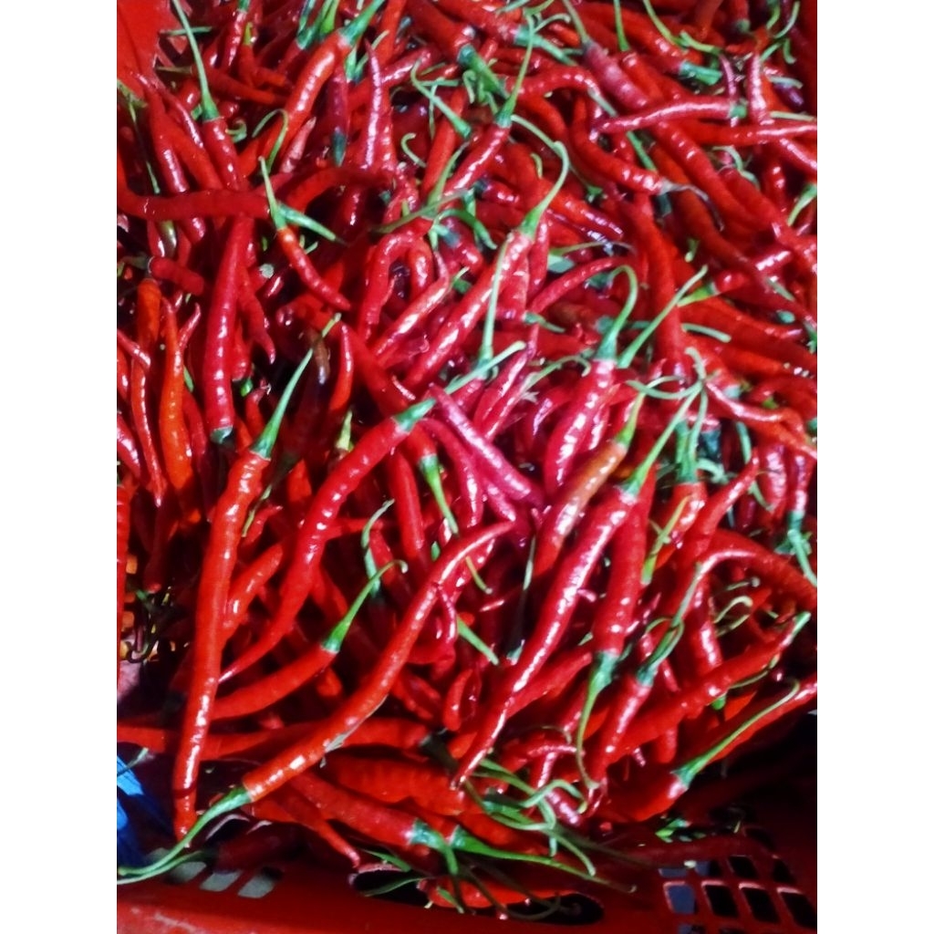 

cabai rawit merah fresh dari petani